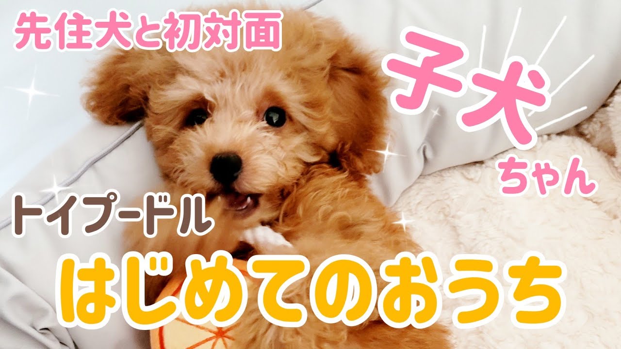 【子犬が来たよ】先住犬ニコと初対面🐶