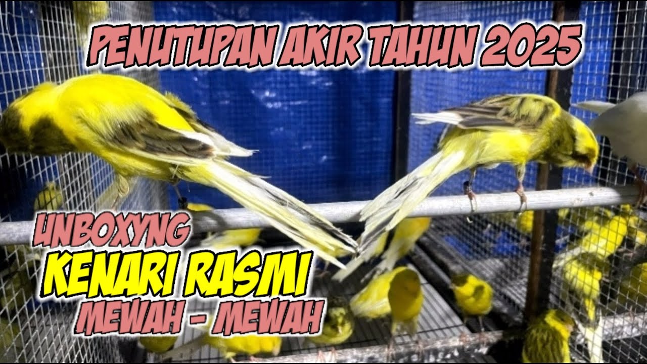 Penutupan Akir Tahun 2025 UNBOXYNG Rasmi Mewah - Mewah #kenarigacor #kenarirasmi 