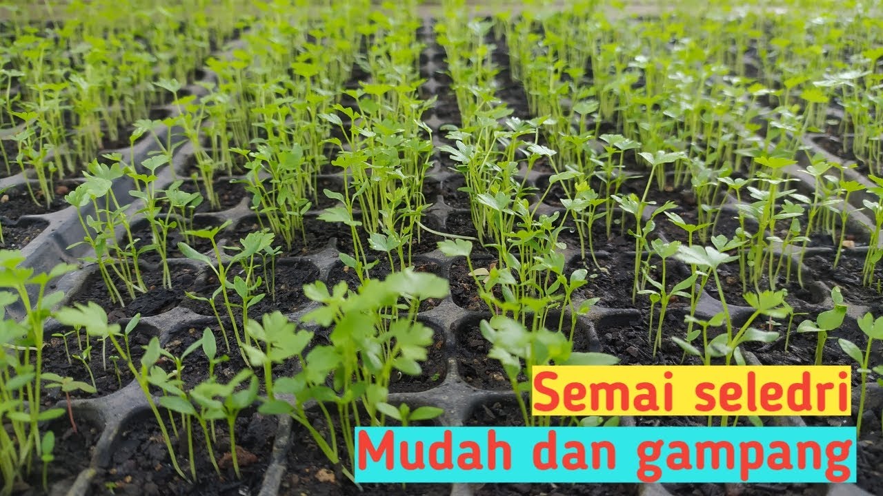 Cara semai benih/bibit seledri di potray mudah dan gampang