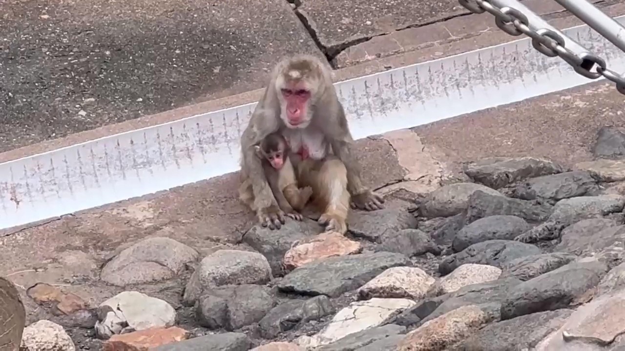 番外編 パンチくんかわいいけどこちらの子ザルもかわいい♪【番外編】【茶臼山動物園】ニホンザル