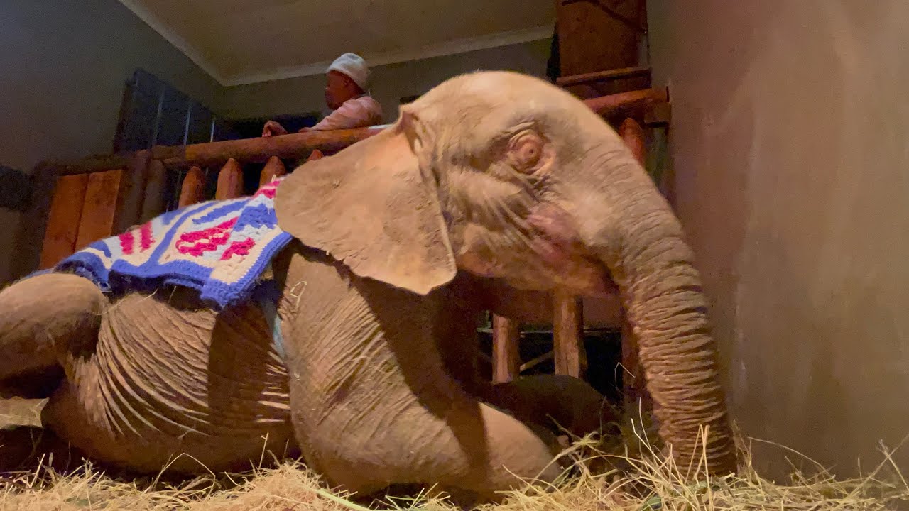 The heartwarming moment baby elephant Khanyisa goes to sleep 😴 at night