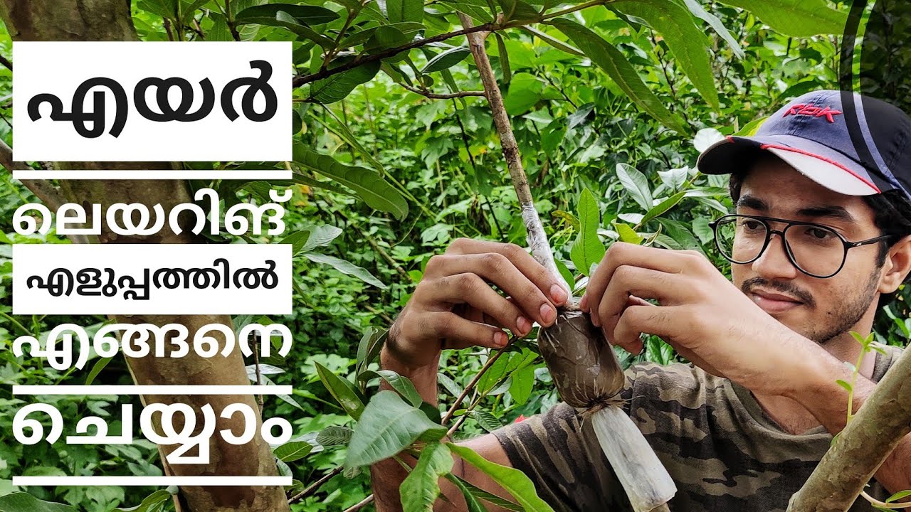 പേര മരത്തിലെ എയർ ലെയറിങ് എളുപ്പത്തിൽ എങ്ങനെ ചെയ്യാം - Air layering in Guava, Easy method
