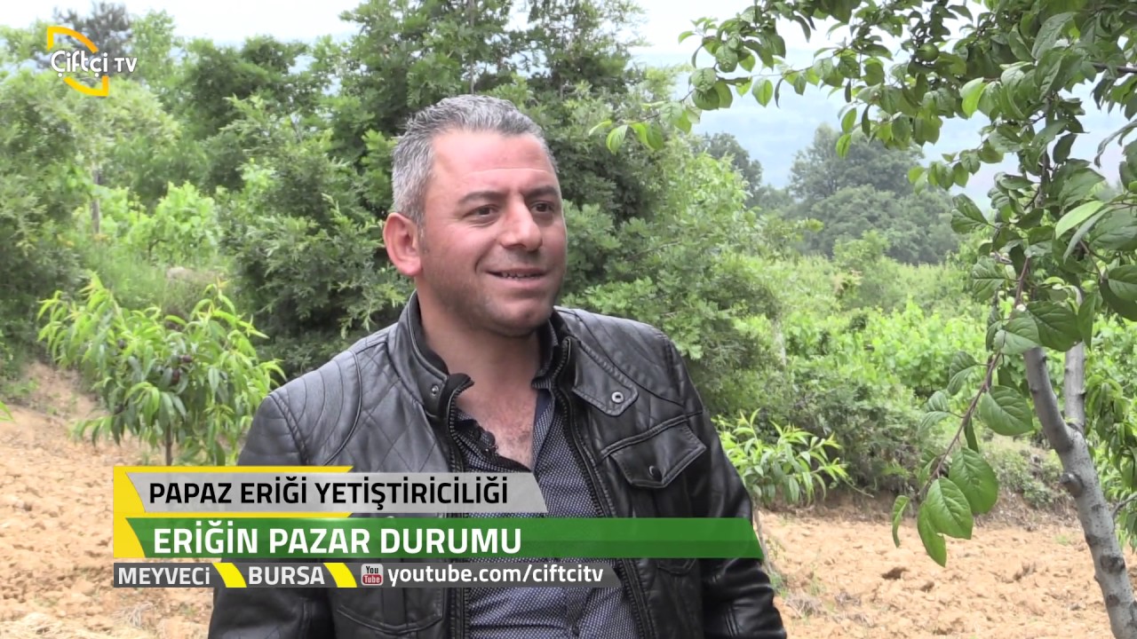 Meyveci - Bursa - Papaz Eriği Yetiştiriciliği