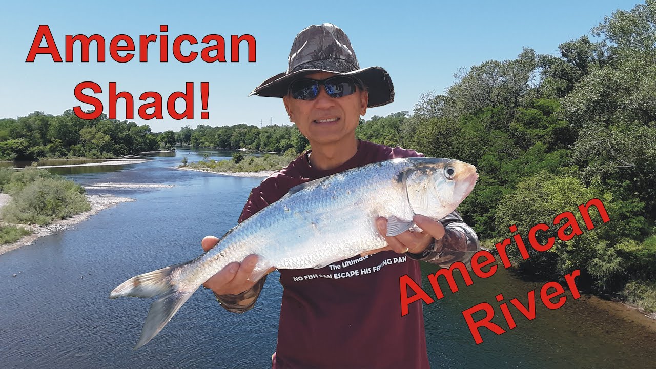 SHAD FISHING Report AMERICAN RIVER | #Shad #Fishing From Shore Easy Setup