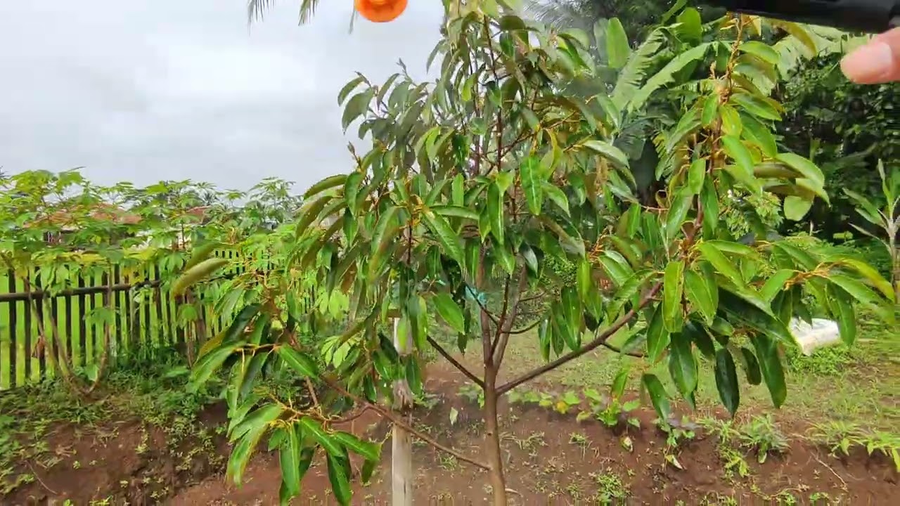 Perawatan durian pada masa pertumbuhan #durian #petani #berkebun 