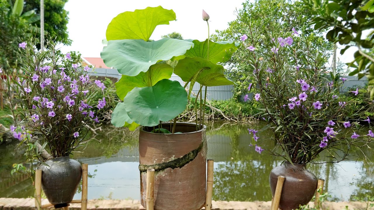 Beautiful Front Yard Garden Ideas, Grow Lotus at Home | TEO Garden