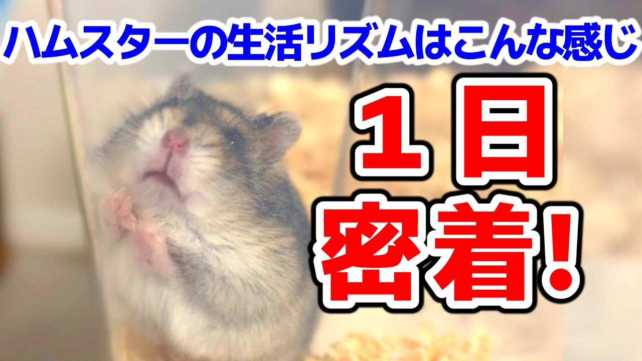 ハムスターの１日に密着！夜行性じゃない(!?)ハムスターもご紹介
