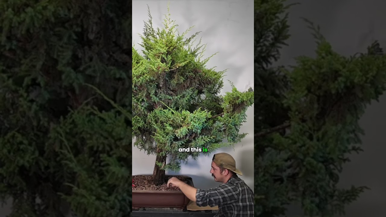 Часть 3 - Самка можжевельника