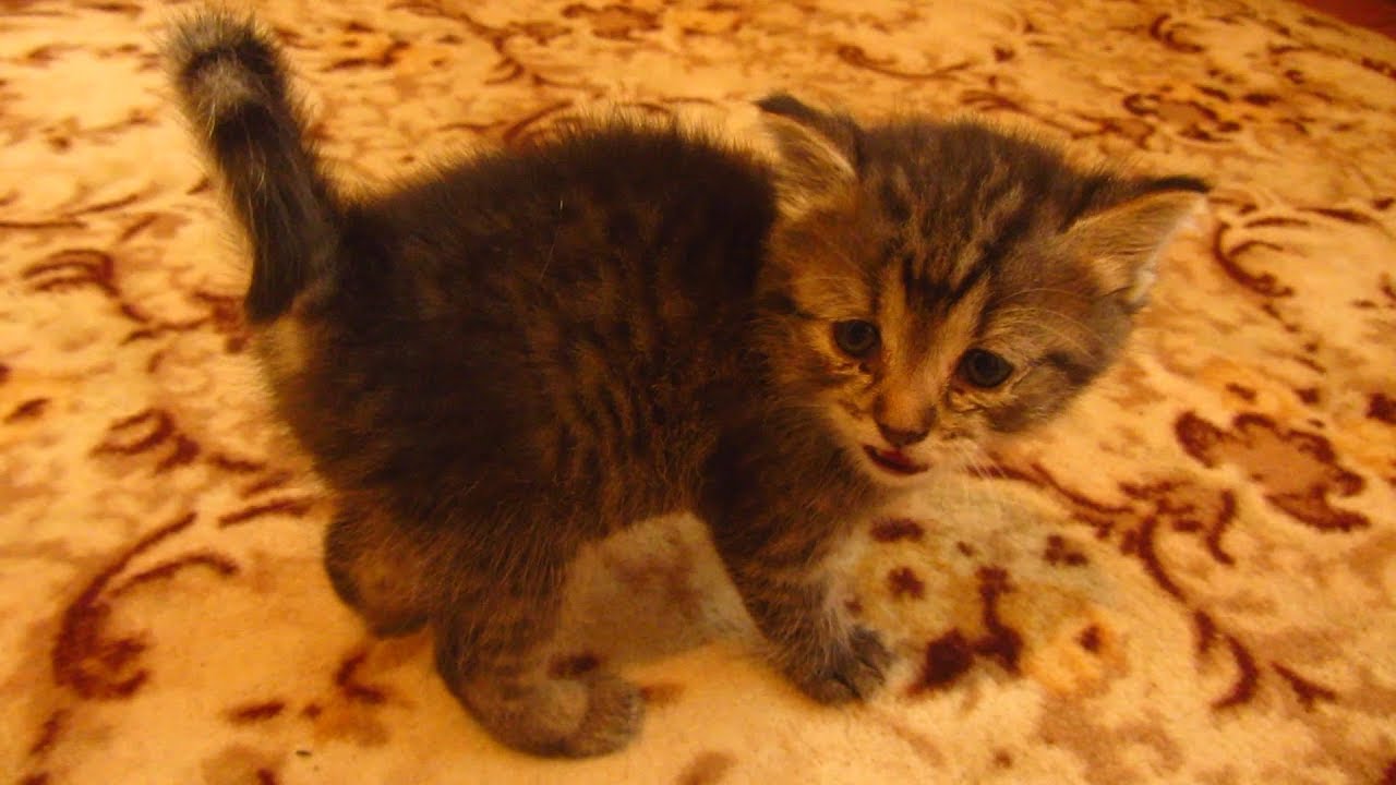 Mother cat with kitten twenty four day in the apartment