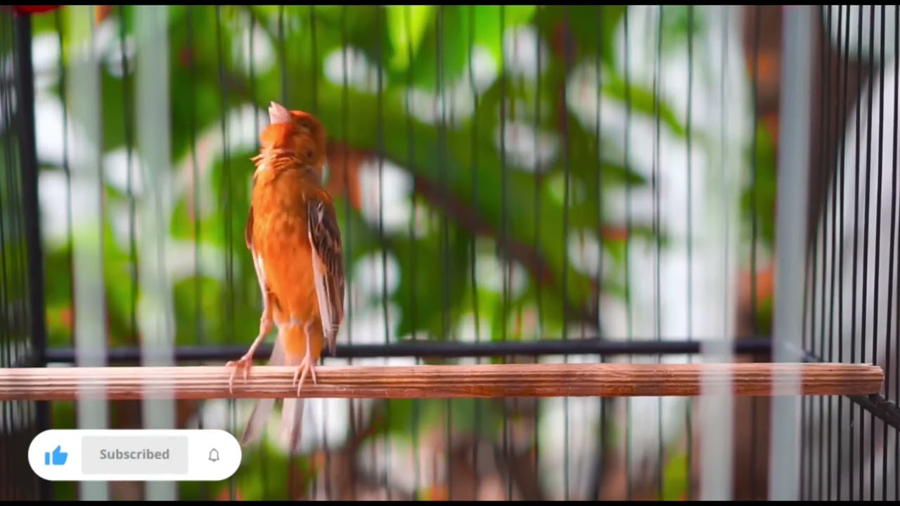 Super Canary Song..Canary World.. Canary training..Kanarya Eğitim sesi..