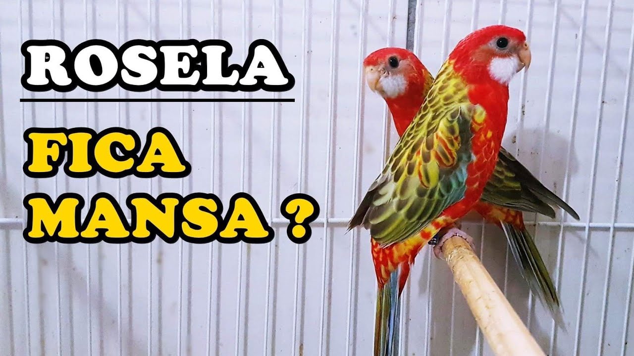 ROSELA | CONHECENDO A ESPÉCIE | - UDP