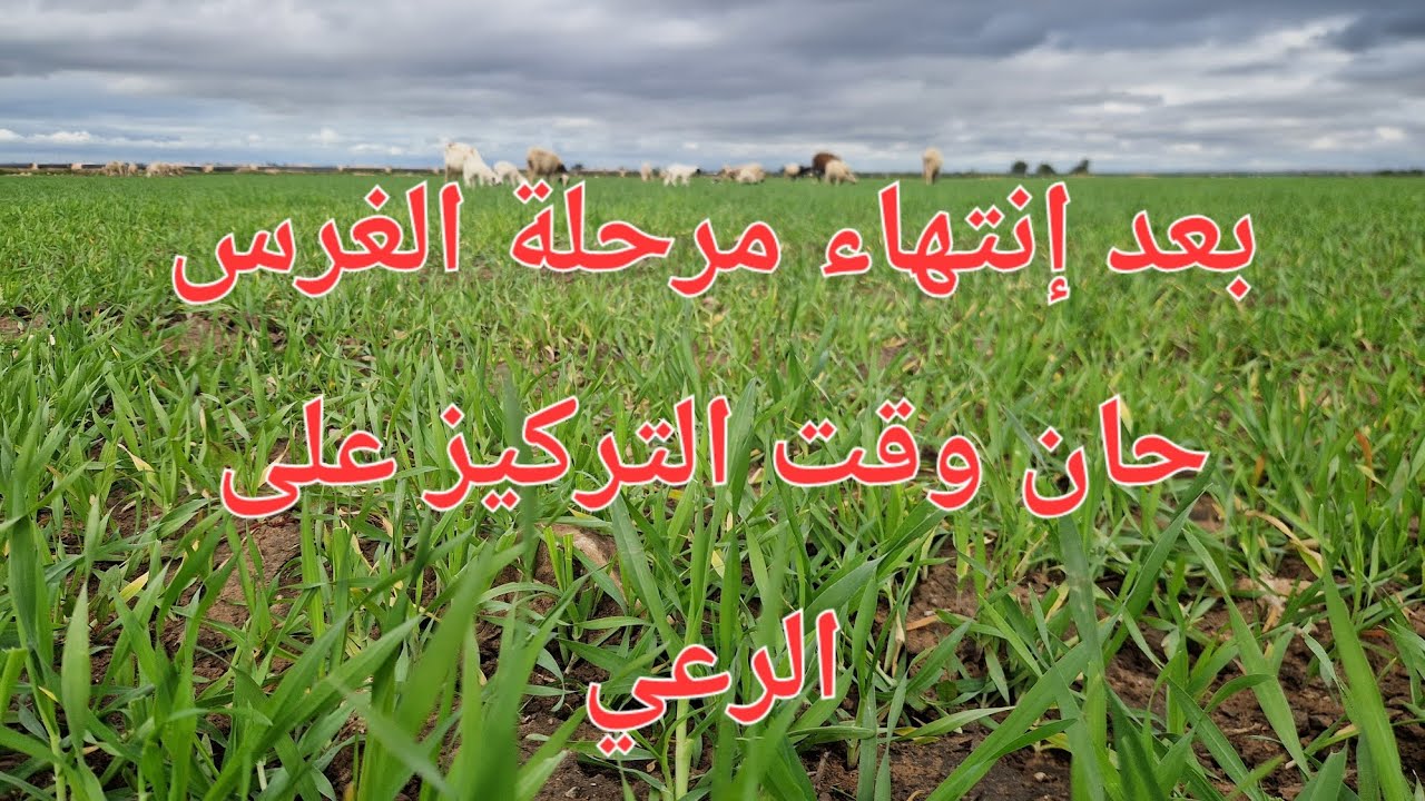 الحلقة 771.🐐🐏🌱 الغنم محتاجة رعي مكتف و علف باش تسمن و توجد  لفترة العيد ❤️
