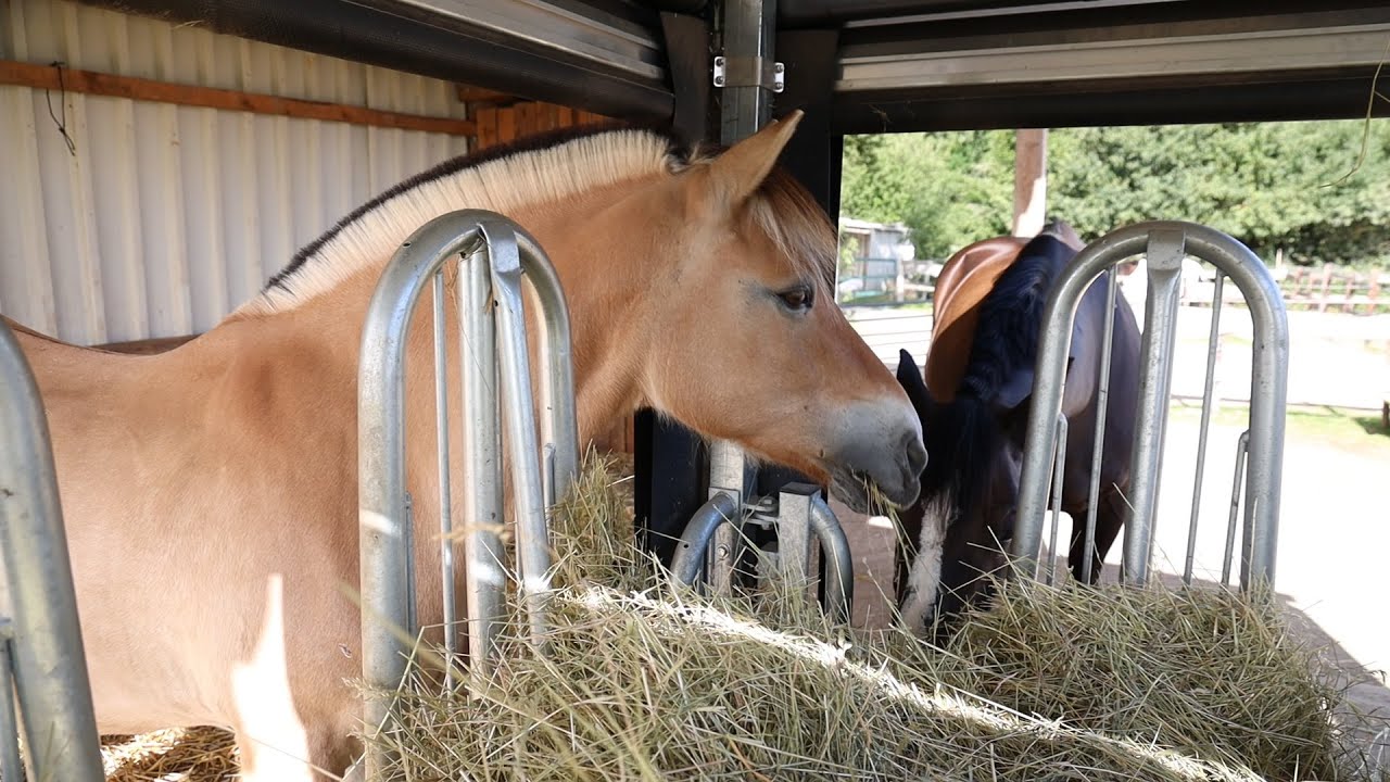 Lubratec® Feeder | Horse-friendly and cost-effective