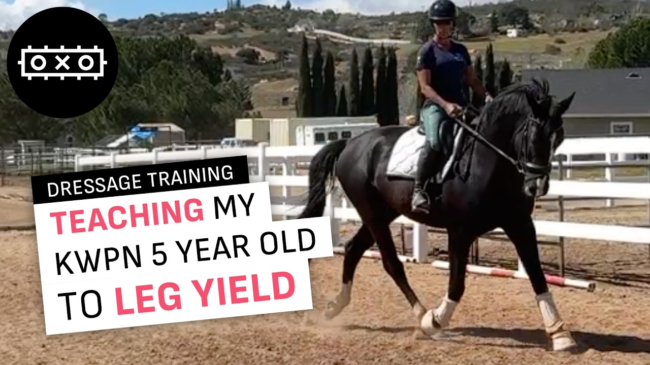 5-Year-Old KWPN Dressage Training Update — Brakes, Power Steering, Teaching Leg Yields & Connection