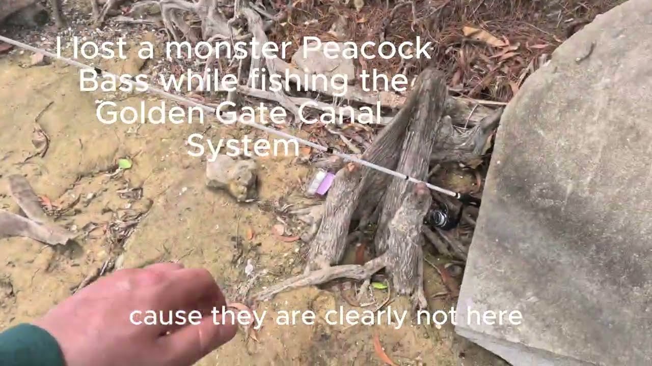 I lost a monster Peacock Bass while fishing in Naples, Florida!