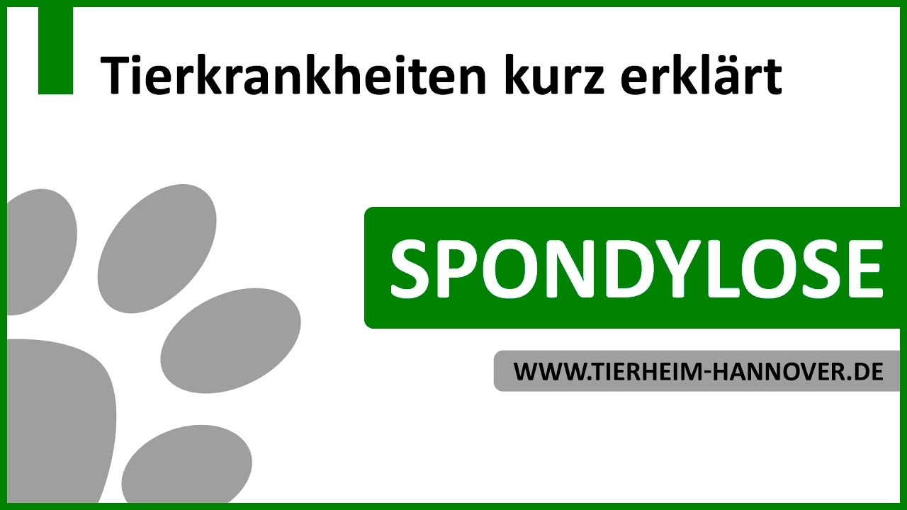 Spondylose | TierheimTV informiert