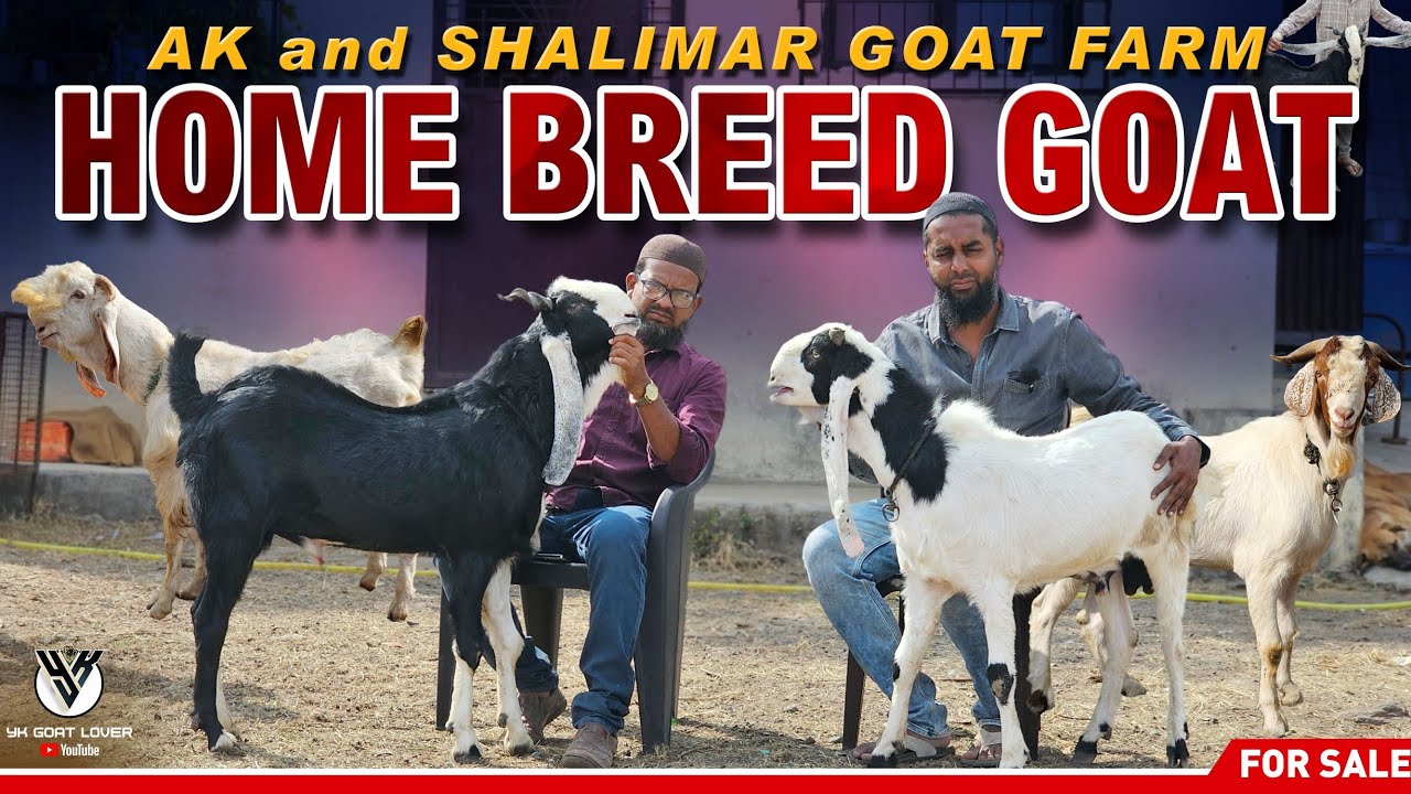 Farm Ke Pale Hue GULABI KOTA, HANSA, BEOR Bakre I AK & SHALIMAR GOAT FARM I YK Goat Lover