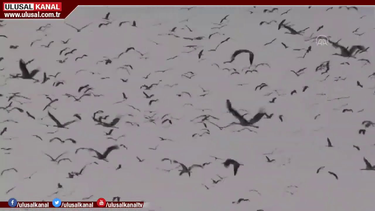 Binlerce leylek mola verdikleri Uşak'ta görüntülendi