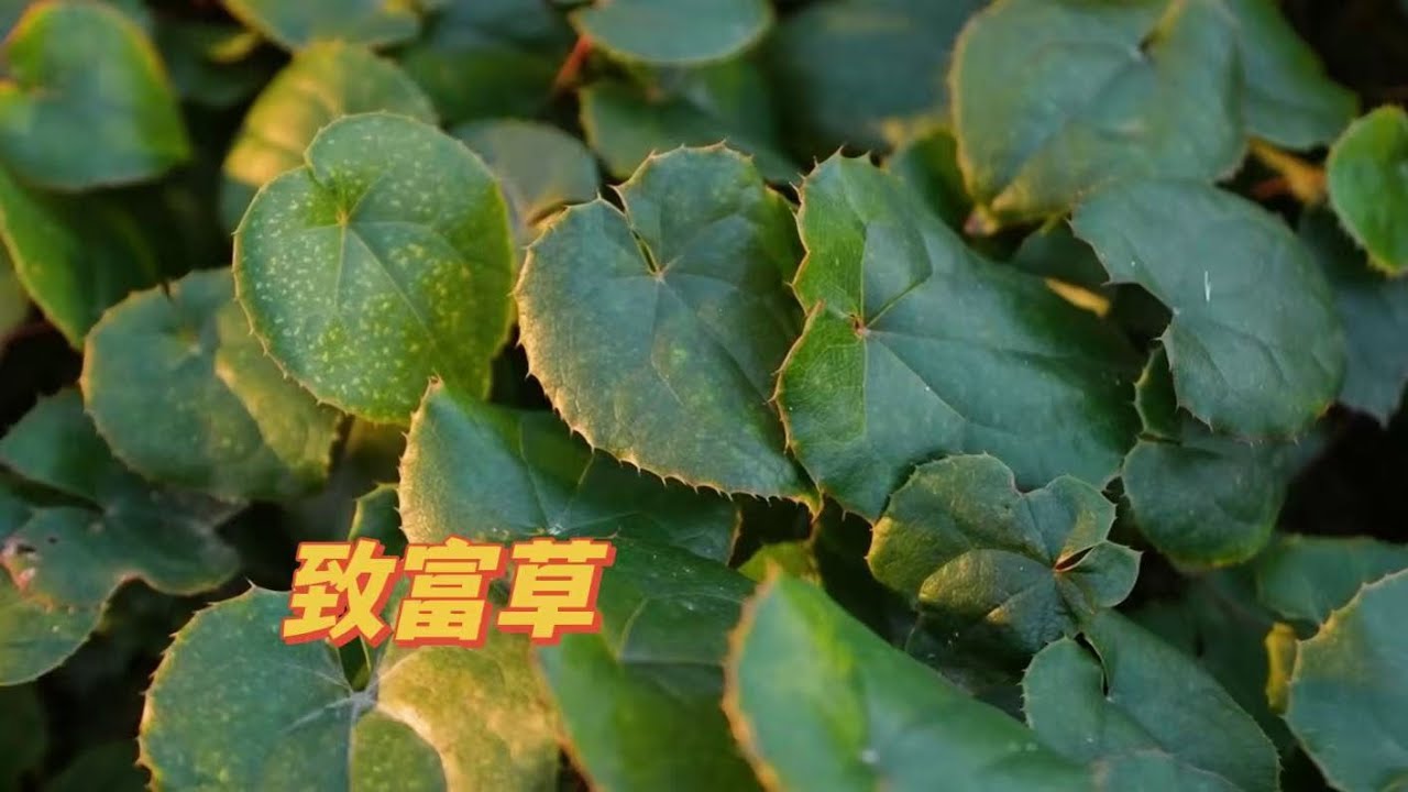 会同：因地制宜种植淫羊藿 种出致富草