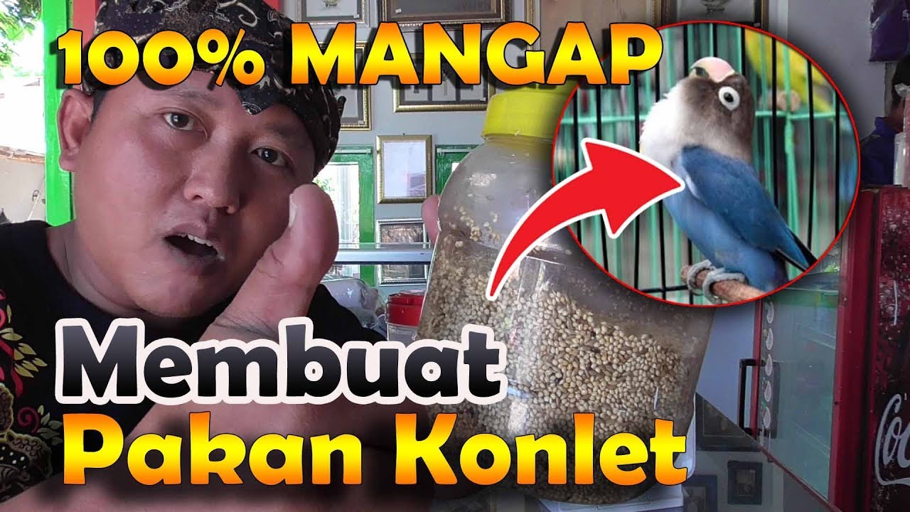 cara membuat pakan lovebird konslet, durasi ngekek makin panjang || BAMIS LOVEBIRD farm