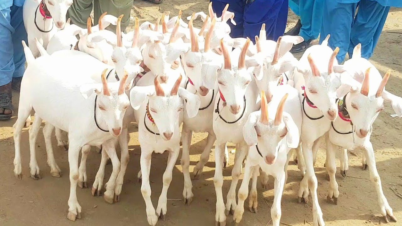 11 White Tapri Goat Breed| Documentary