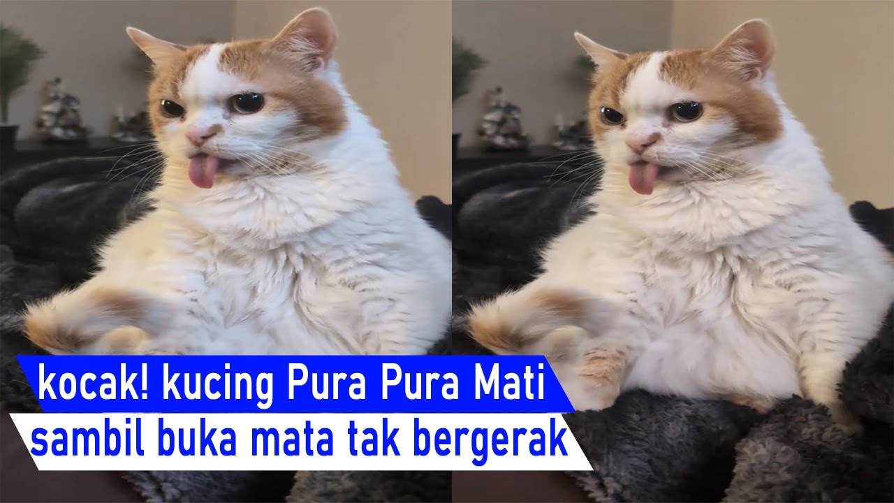Lucu bikin Ketawa! kucing Pintar Akting bisa pura pura Mati sampai Beneran kejang/kompilasi Video