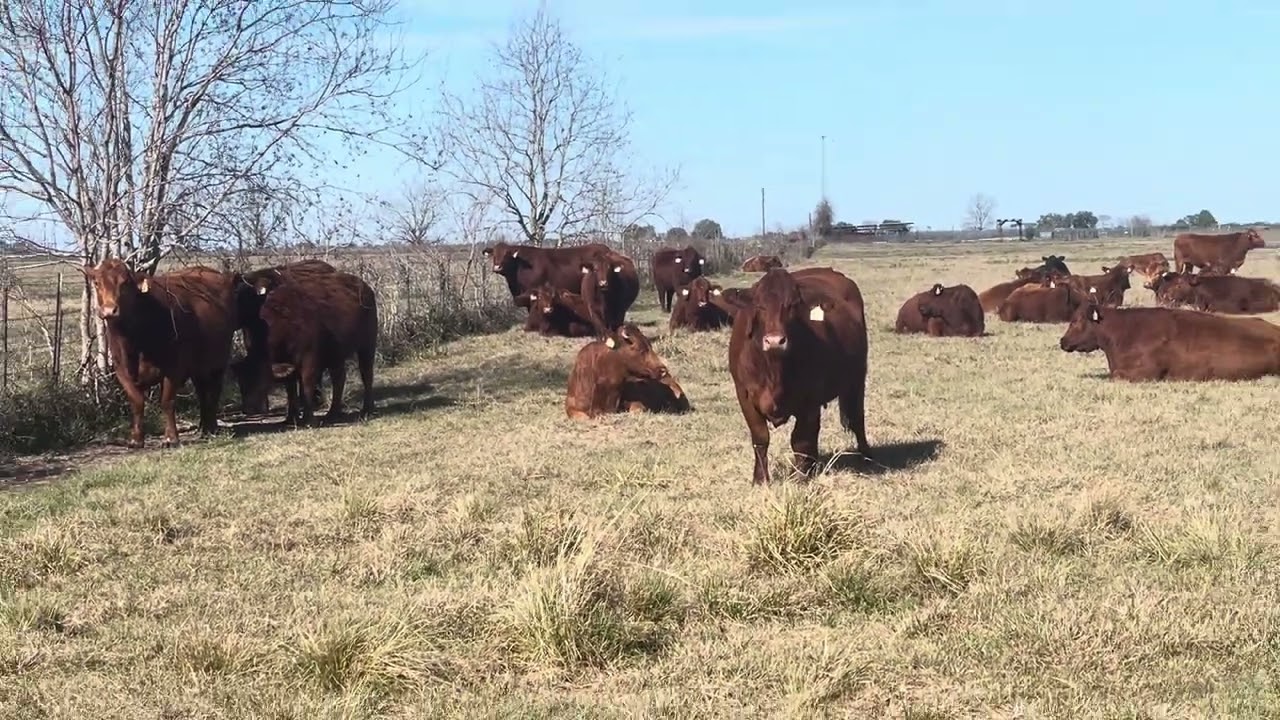 Cattle 🐄 Texas 2026 🇺🇸🇺🇸