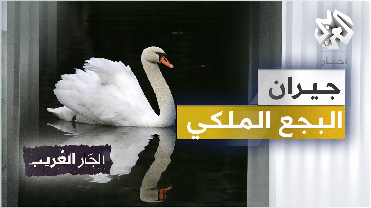 جيران البجع الملكي | الجار الغريب