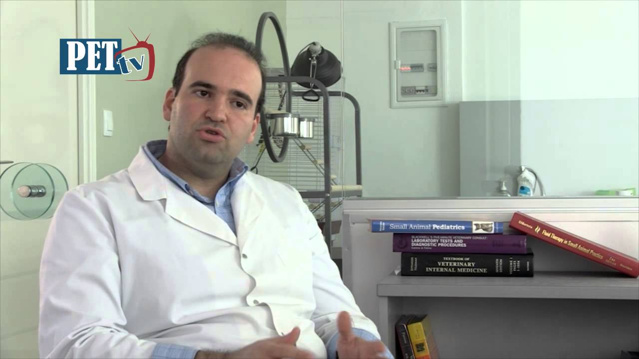 Η Διατροφή της Γάτας