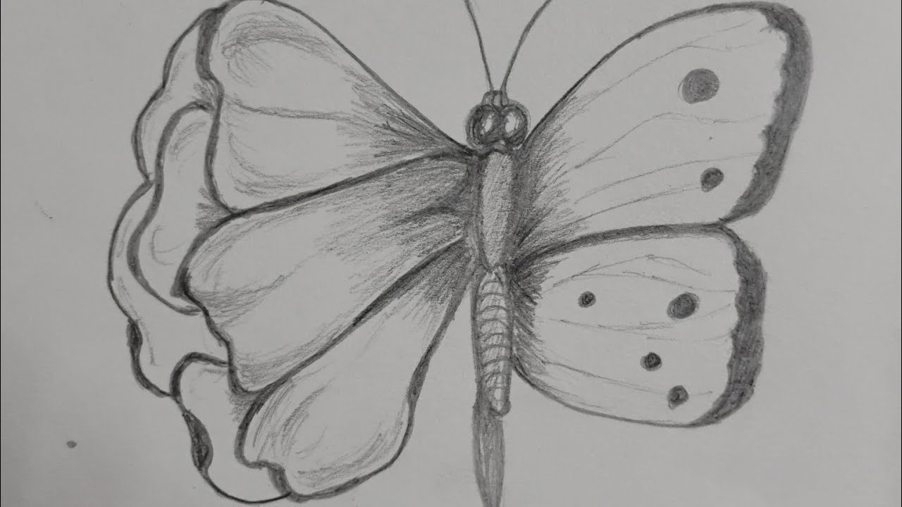How to draw butterfly.what if I lost my eraser#pencildrawing#butterfly#drawingpractice #creativeart