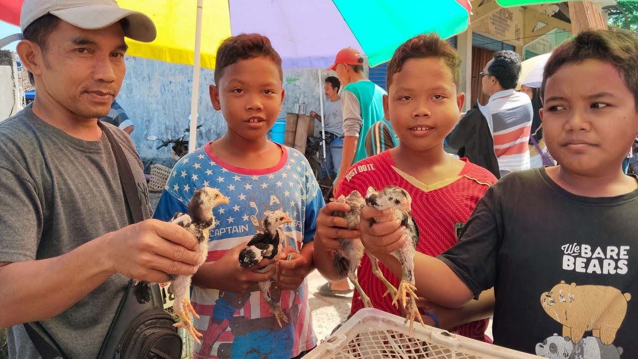 HARGA ANAKAN AYAM BANGKOK UMUR 1 BULANAN DI PASAR SUMPIUH