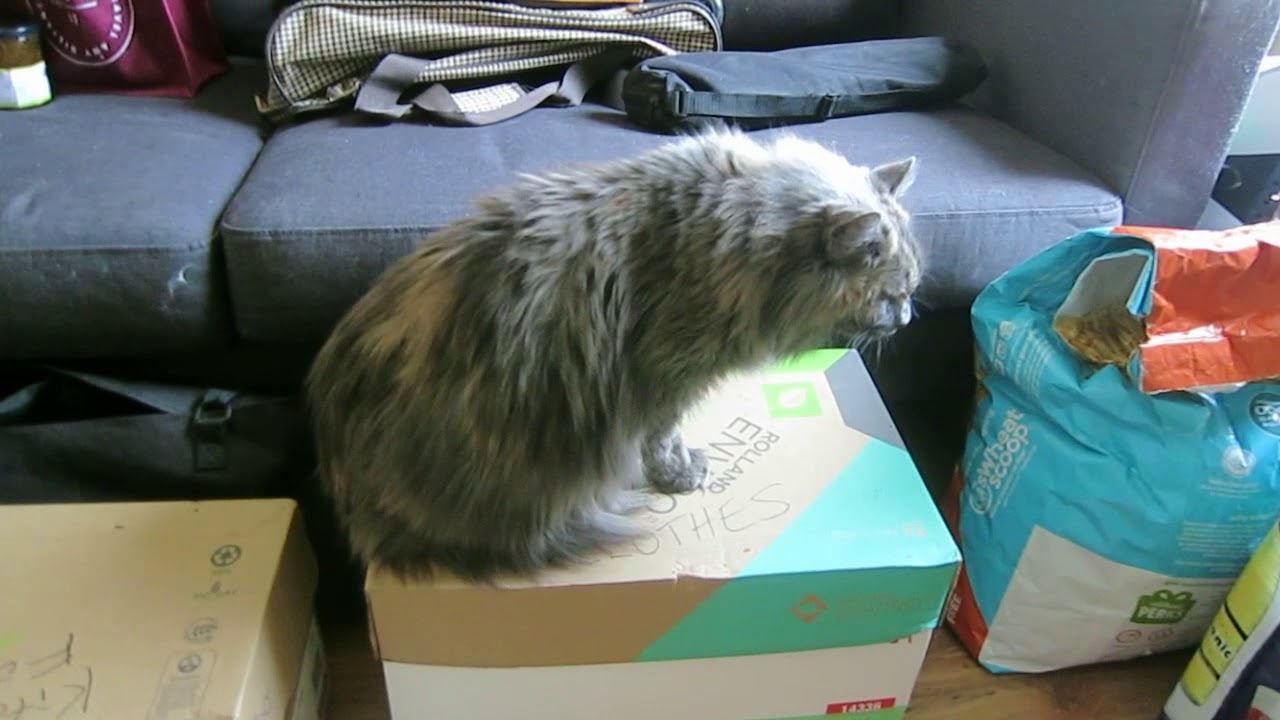 My cat Bella reverse sneezing