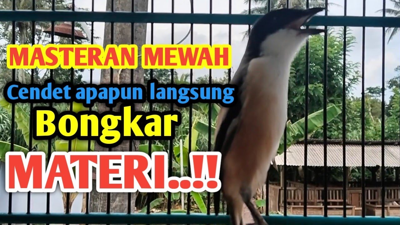 MASTERAN CENDET GACOR MEWAH FULL ISIAN. Cendet Apapun langsung Bongkar materi. 