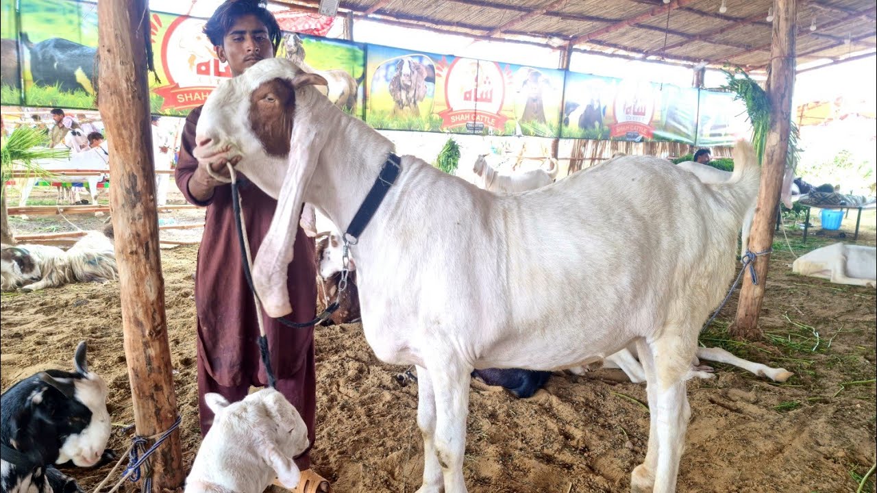 Sohrab Goth Mandi Bakra Eid 2021 | Complete Documentary