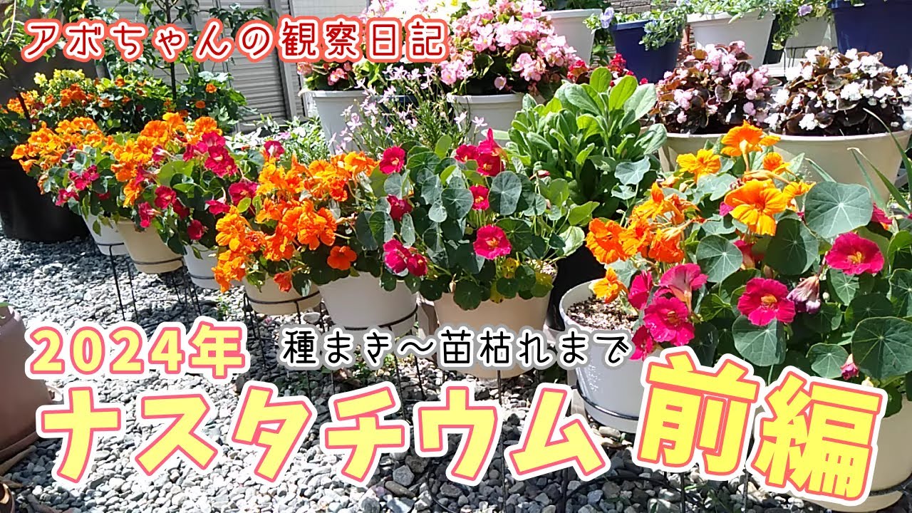 2024年ナスタチウムの種まきから開花まで(前編)