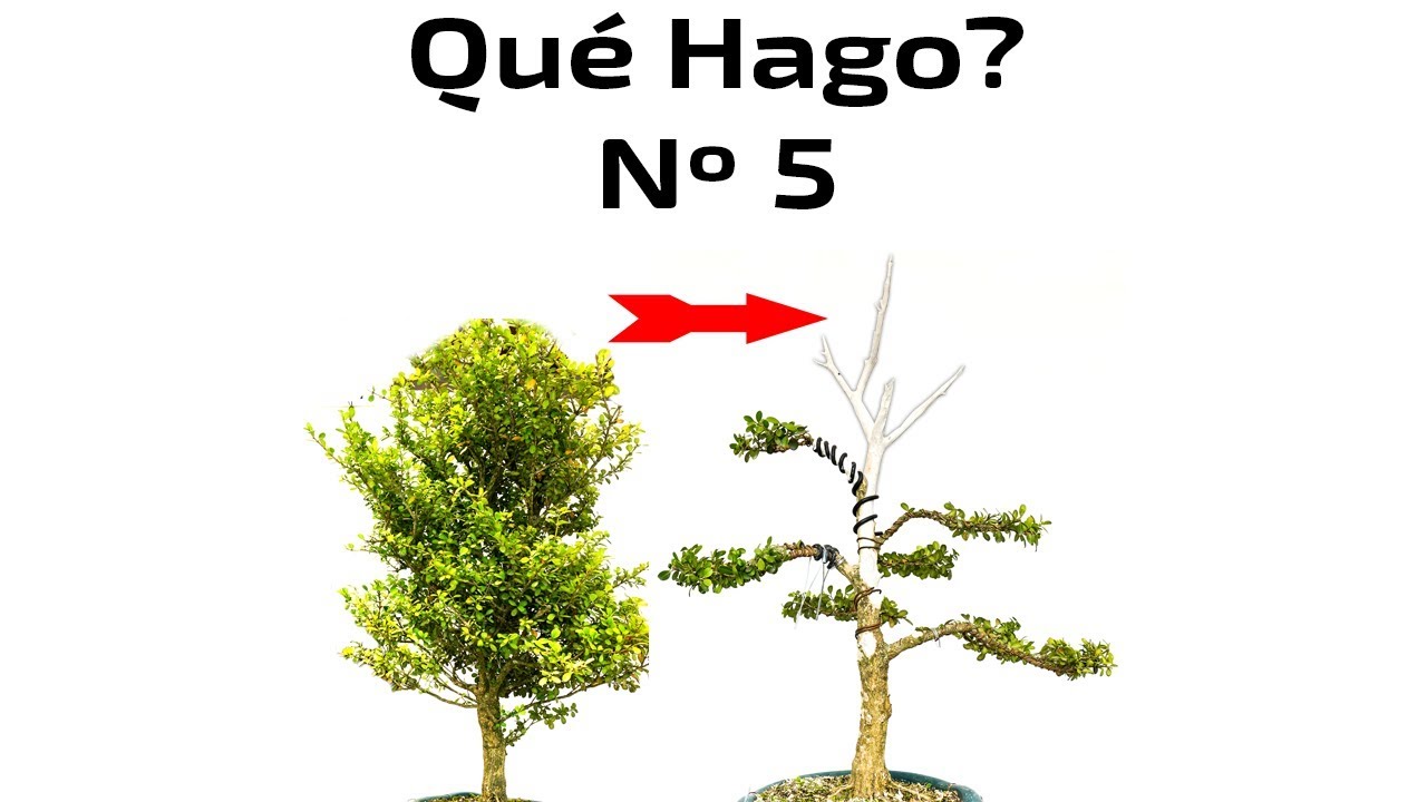 Del Vivero a Bonsai - Qué Hago? Nº5 - Boj ( Buxus Microphylla )