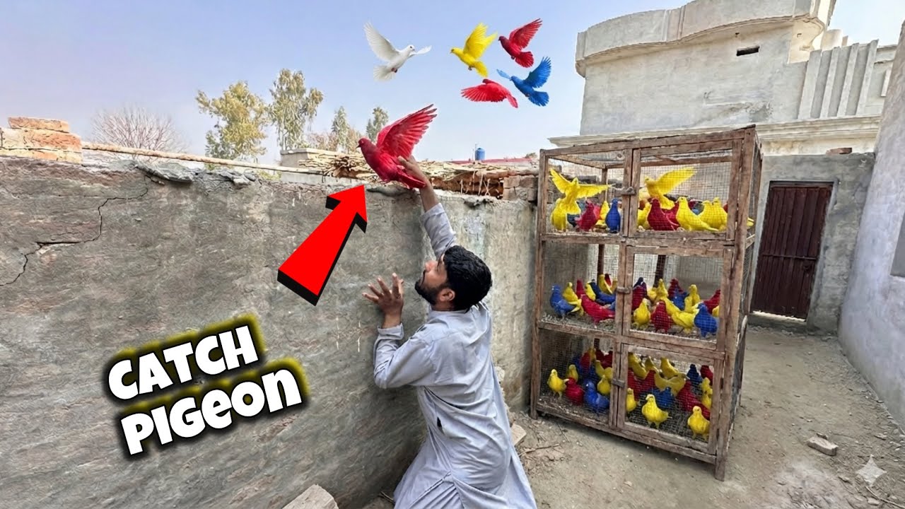 Catch a pigeon // 2 in 1 pet house 🏡 