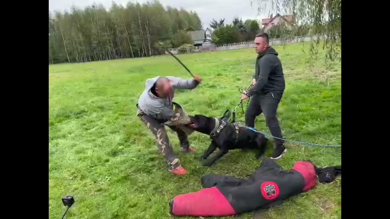 Gorilla Bandog Training