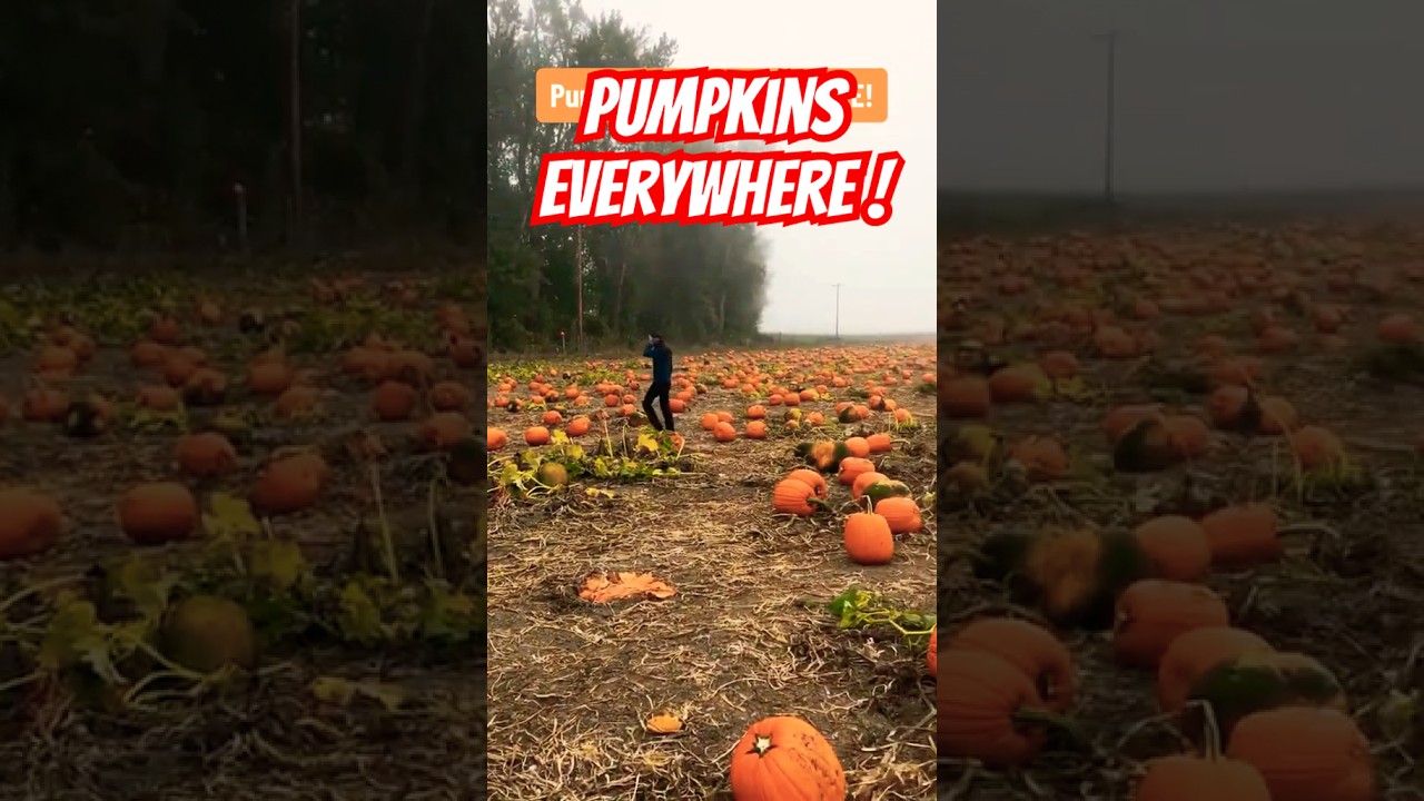 Sauvie Island's Pumpkin Patch was the perfect place to grab our fall decor and pumpkins for carving.