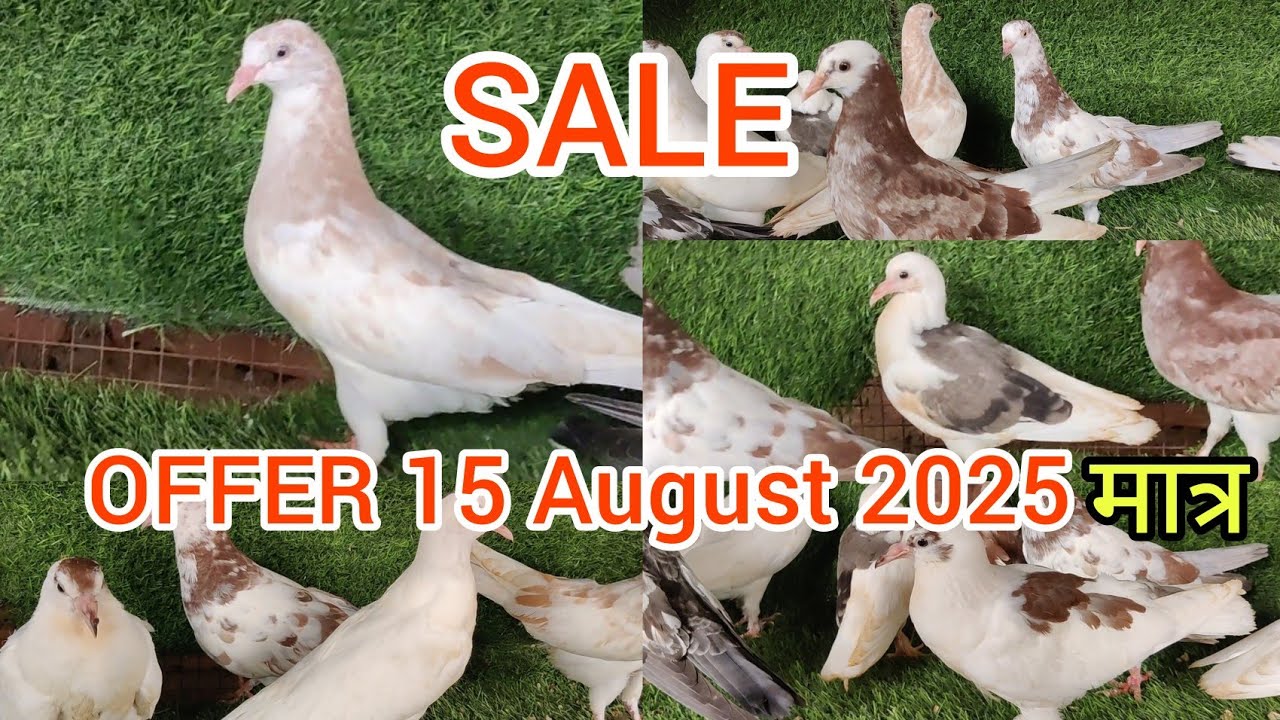 💥 SALE 💥 OFFER ❤️ 15 AUGUST 2025❤️ Kota, Rajasthan se 📞 9529449030