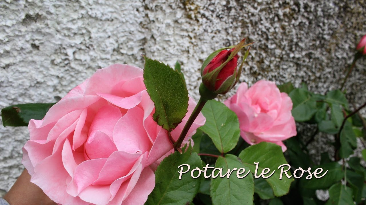 Come potare una rosa vecchia