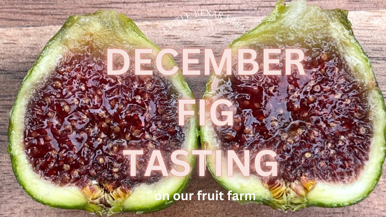 😍TASTING FIGS IN DECEMBER!😍