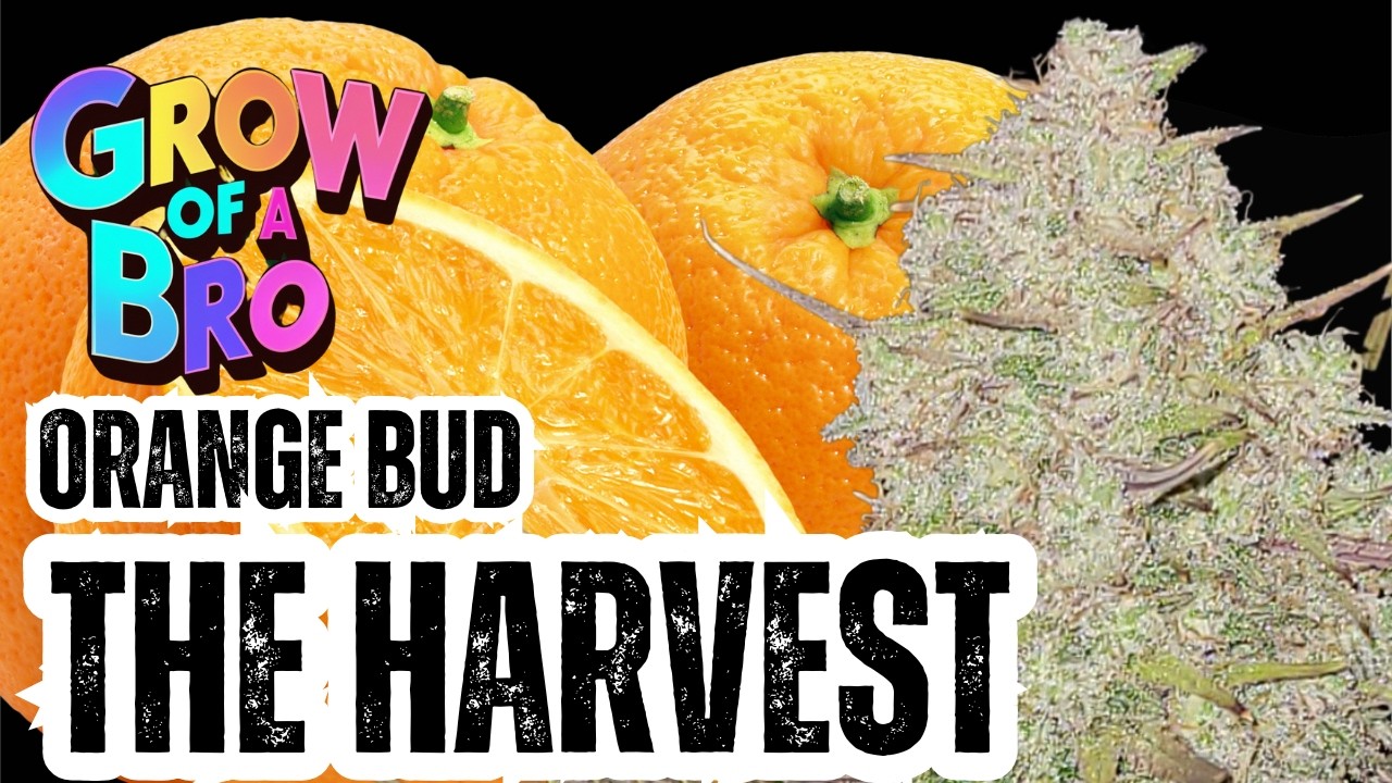 Grow of a Bro &ndash; 80&acute;s Legend - Orange Bud - The Harvest -Cannabis Cultivation