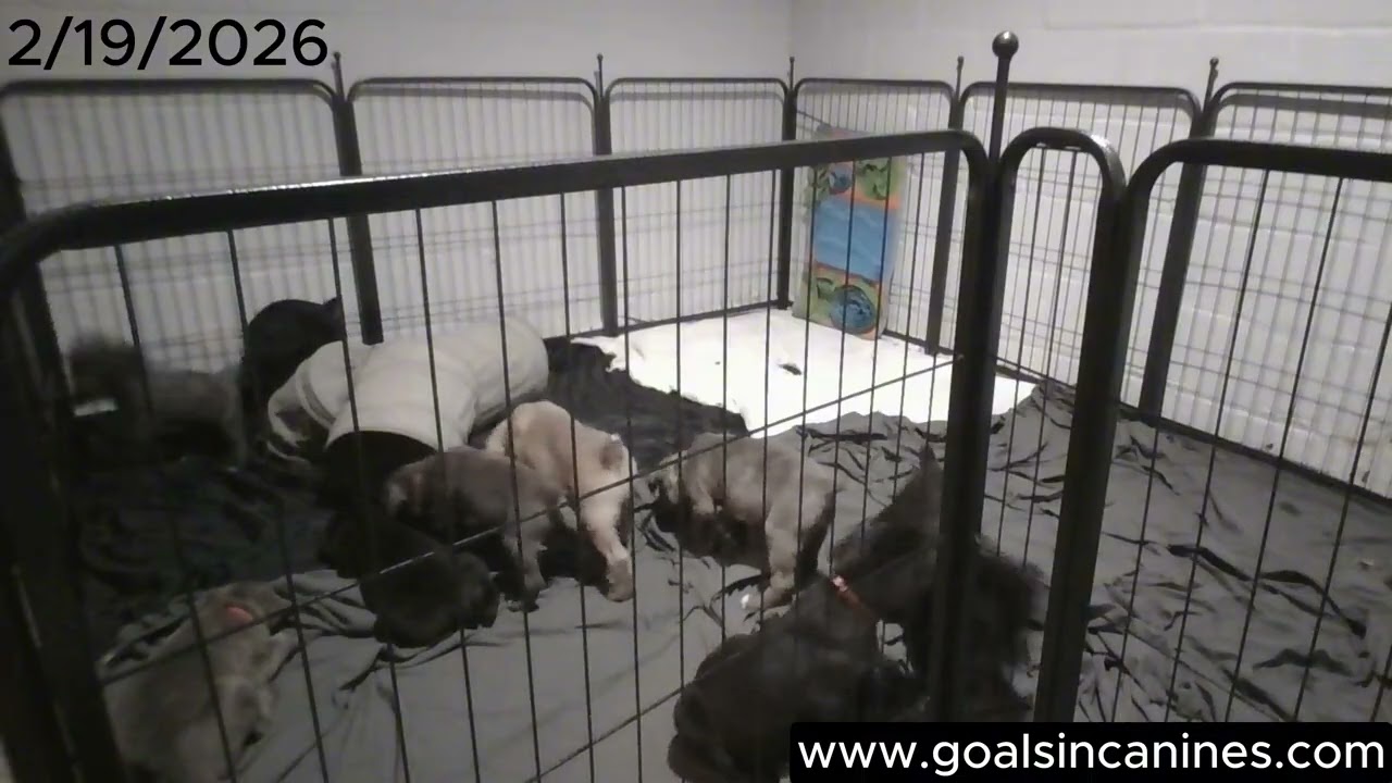 Puppy Cam (2/19/26)