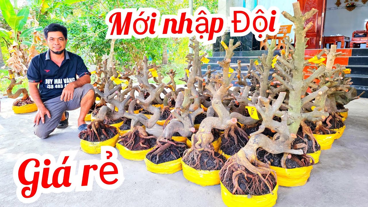 A Duy 📲 0384834321 khui vườn mới quái cây dáng long mai giảo Thủ Đức 17/3  (@MaivàngQuêdừa)