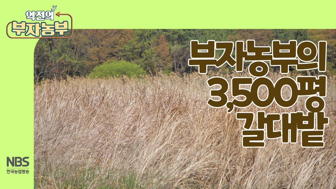 [역전의부자농부 245회] 부자농부의 3,500평 갈대밭