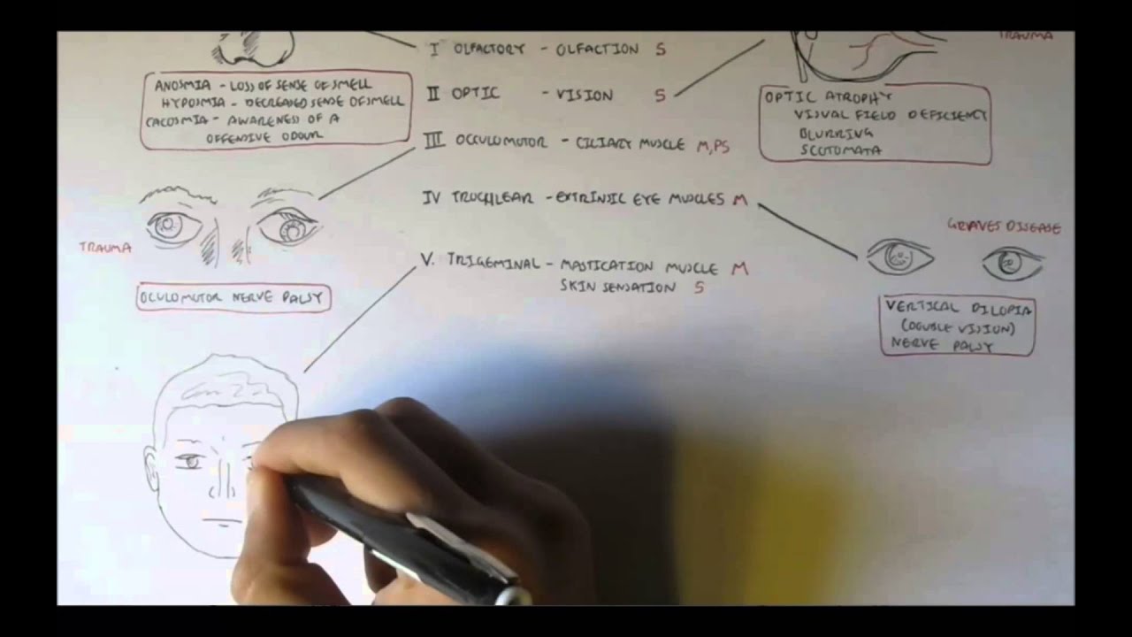 Cranial Nerves - Functions and Disorders