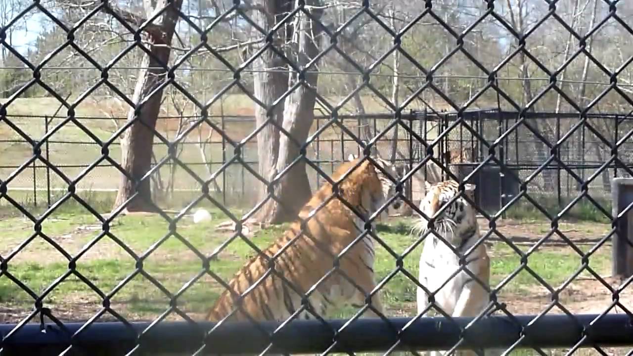 tigers fighting