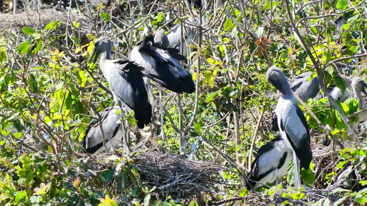 Wow 😮 AMAZING 🥰LIFE OF BIRDS Wildlife Documentary 0020