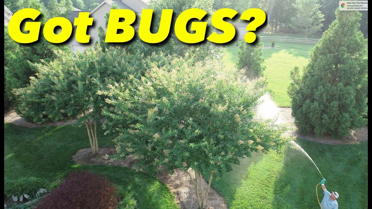 Spraying Trees For Bugs